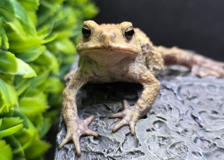 #3　ミヤコヒキガエル　5.5cm　色抜けが唯一無二の子　大東島産