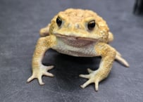#6　ミヤコヒキガエル　7cm　お尻近くにまぁるい色抜けがあるオス　大東島産