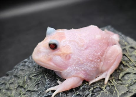 ★③クランウェルツノガエル　ミュータント　7cm