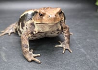 ●#3  アズマヒキガエル　9cm　見た目は地味なのかもしれないけど性格は強めに感じるメス