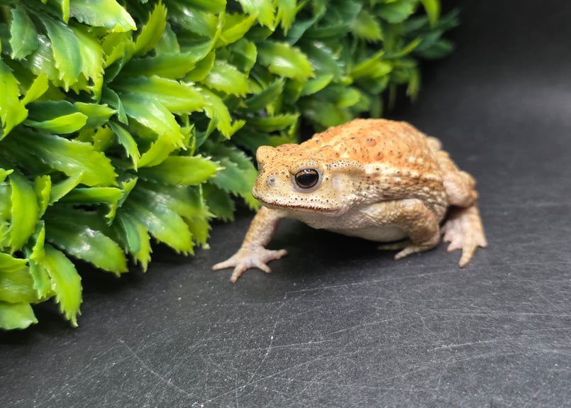 17 ミヤコヒキガエル 7cm コロンっとした体つきと淡い色味が可愛いメス
