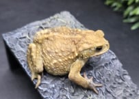 #18　ミヤコヒキガエル　6.5cm　下唇が両サイドすこーしでっぱったオス　大東島産