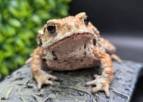 #9  ミヤコヒキガエル　7.5cm　美人さんタイプのメス　大東島産