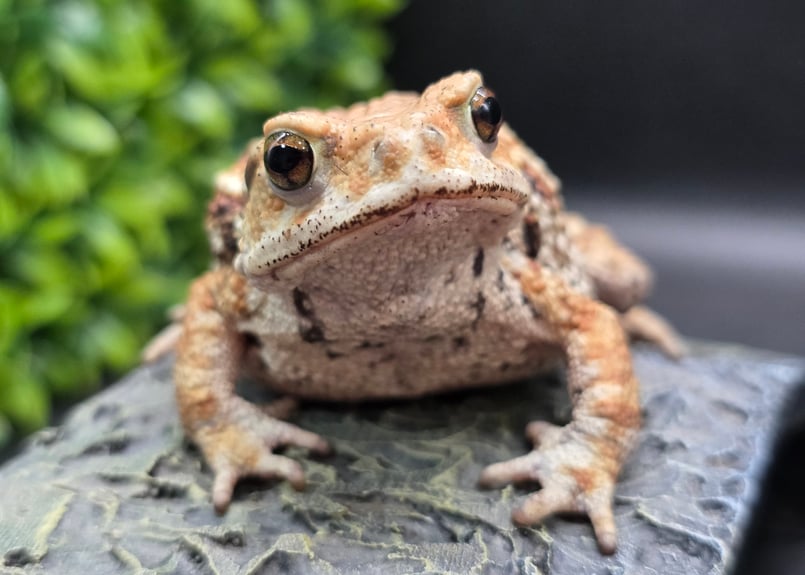 9 ミヤコヒキガエル 7.5cm 美人さんタイプのメス 大東島産 | ワガママ
