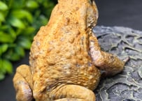 #14  ミヤコヒキガエル　7cm　背中の色抜け模様が特徴的なオス　大東島産