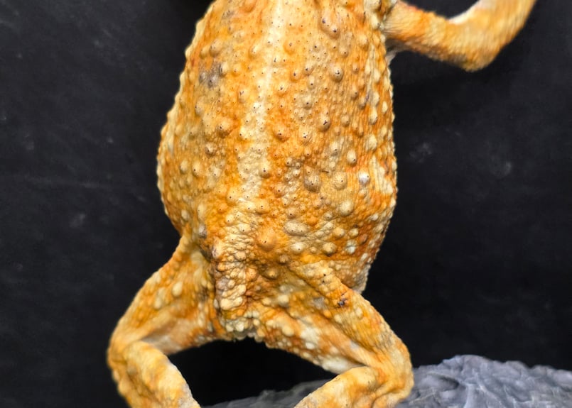 8 ミヤコヒキガエル 9cm お腹のぽっち模様が可愛いメス 大東島産