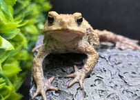 #3　ミヤコヒキガエル　5.5cm　色抜けが唯一無二の子　大東島産