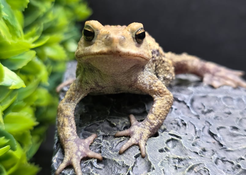 3 ミヤコヒキガエル 5.5cm 色抜けが唯一無二の子 大東島産 | ワガママ