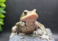 #20　ミヤコヒキガエル　8cm　ハニワ男子のオス　大東島産
