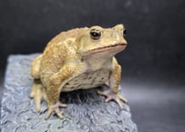 #18　ミヤコヒキガエル　7.5cm　見上げる顔が可愛らしいオス　大東島産
