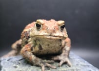 #11  ミヤコヒキガエル　8cm　口角下がり気味で頑固そうに見えちゃうメス　大東島産