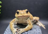 #3　ミヤコヒキガエル　8cm　瞳キュルキュルのオス　大東島産