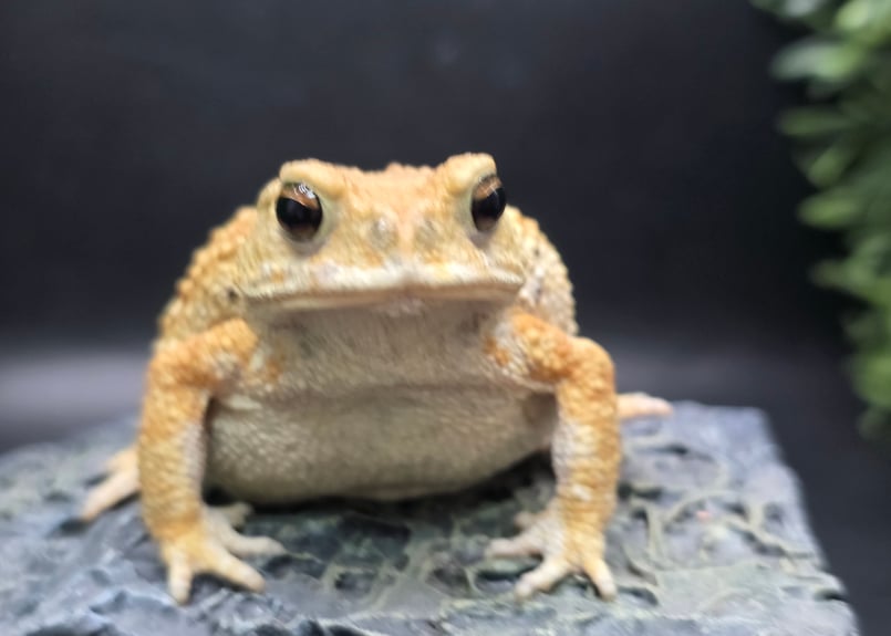 10 ミヤコヒキガエル 7cm ヒキガエルあるあるのクビレが可愛いメス 
