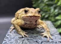 #10 ミヤコヒキガエル　7cm　アイドル顔タイプなオス　大東島産