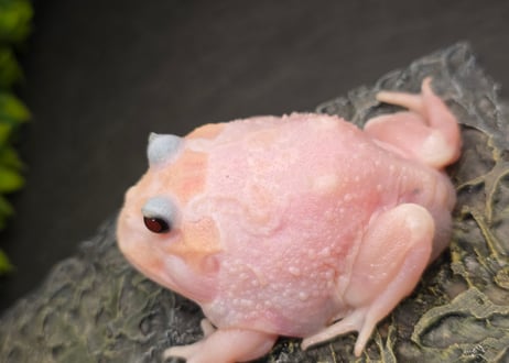 ★③クランウェルツノガエル　ミュータント　7cm