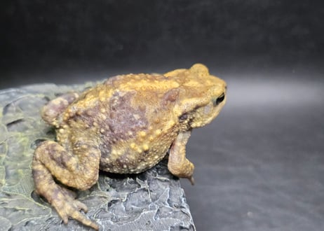 #3　ミヤコヒキガエル　5.5cm　色抜けが唯一無二の子　大東島産