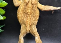 #7  ミヤコヒキガエル　6.5cm　仕草も表情も可愛い顔面偏差値高すぎるオス　大東島産