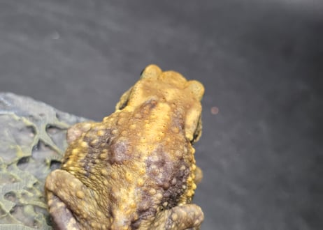 #3　ミヤコヒキガエル　5.5cm　色抜けが唯一無二の子　大東島産