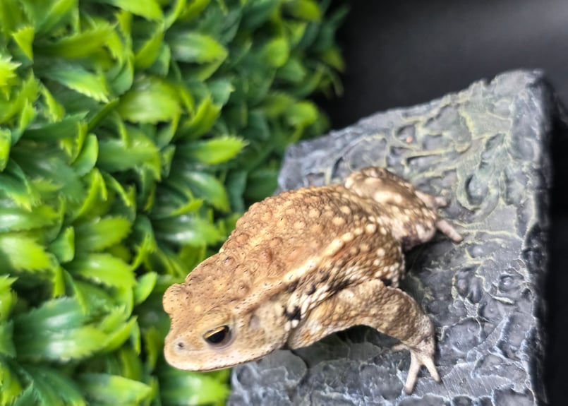 16 ミヤコヒキガエル 7cm モカのような色味がオスとしては珍しいオス
