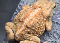 #1　ミヤコヒキガエル　7cm　メス　大東島産