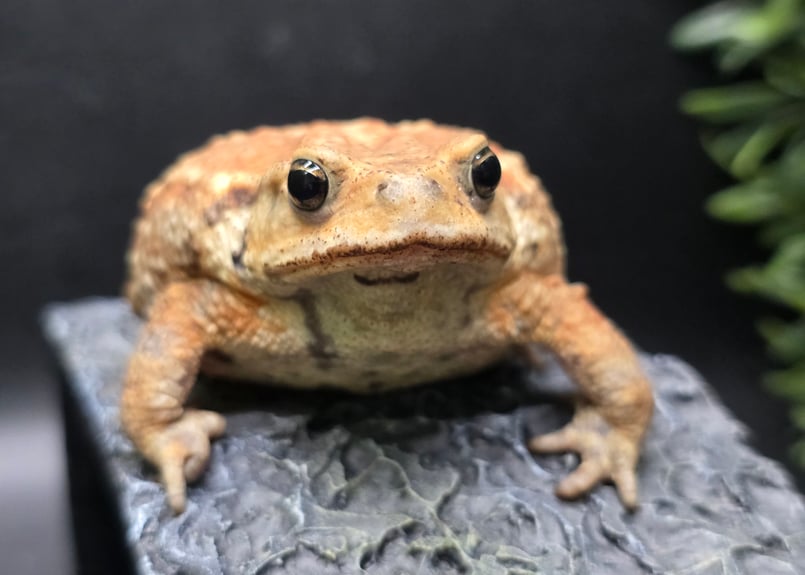 9 ミヤコヒキガエル 7.5cm 横長な顔とぽっちゃり体型のメス 大東島産