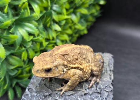 #4　ミヤコヒキガエル　7cm　ベビーフェイスなオス　大東島産