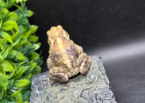 #3　ミヤコヒキガエル　5.5cm　色抜けが唯一無二の子　大東島産