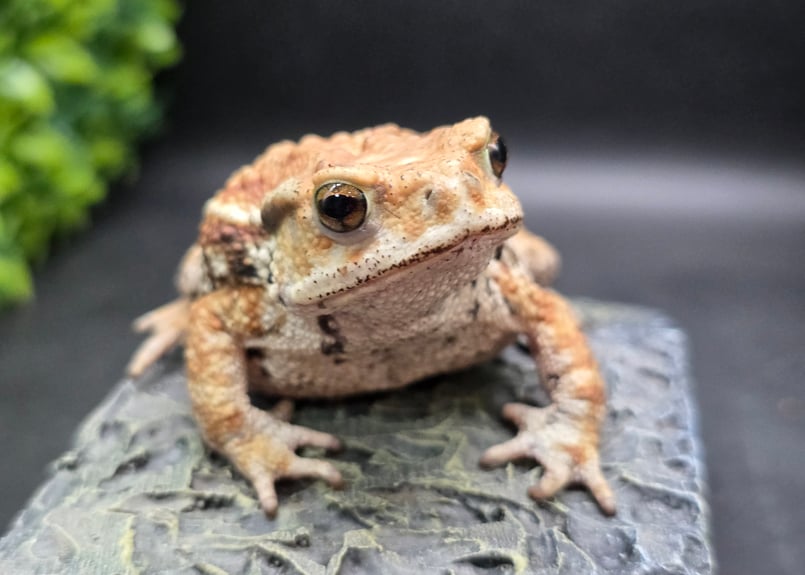 カエルの標本 ガラス製 約6cm ミヤコヒキガエル 9 ミヤコヒキガエル 7.5cm 美人さんタイプのメス 大東島産 | ワガママ