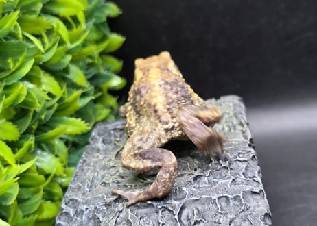 #3　ミヤコヒキガエル　5.5cm　色抜けが唯一無二の子　大東島産
