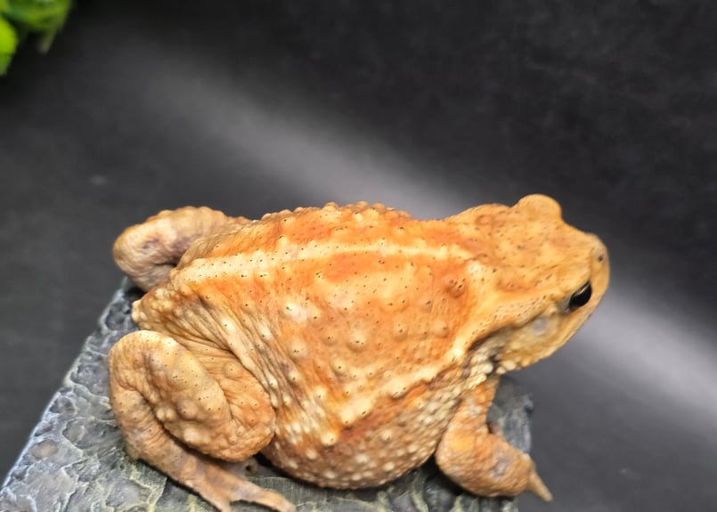 9 ミヤコヒキガエル 7.5cm 横長な顔とぽっちゃり体型のメス 大東島産