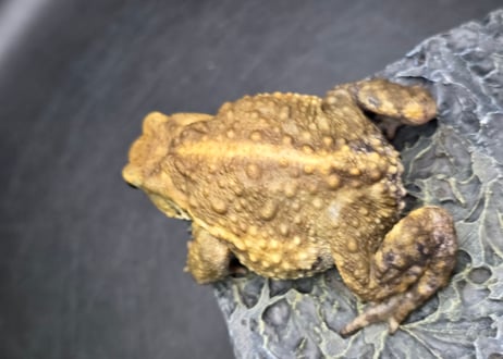 #4　ミヤコヒキガエル　7cm　ベビーフェイスなオス　大東島産
