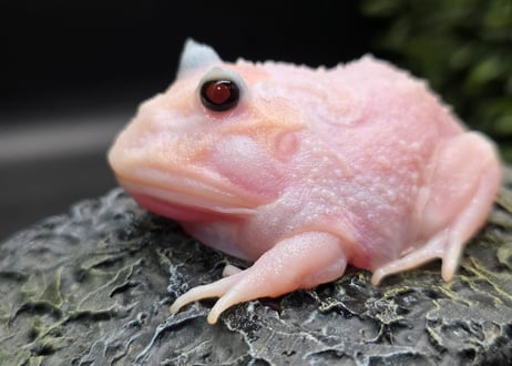 ★③クランウェルツノガエル　ミュータント　7cm