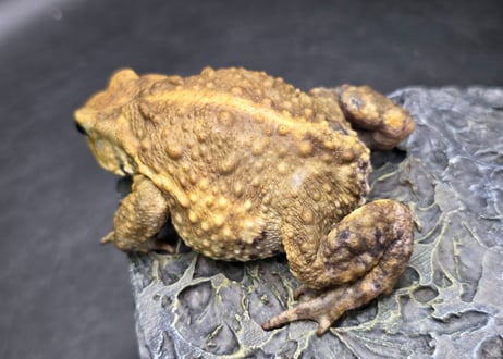 #4　ミヤコヒキガエル　7cm　ベビーフェイスなオス　大東島産