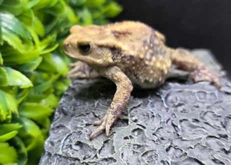 #3　ミヤコヒキガエル　5.5cm　色抜けが唯一無二の子　大東島産