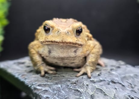 #4　ミヤコヒキガエル　7cm　ベビーフェイスなオス　大東島産