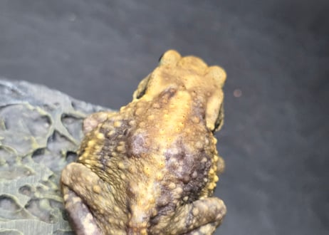#3　ミヤコヒキガエル　5.5cm　色抜けが唯一無二の子　大東島産