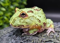 ★②クランウェルツノガエル　ミュータント　7cm