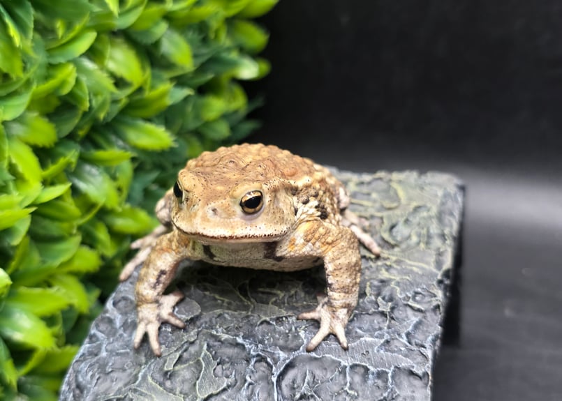 16 ミヤコヒキガエル 7cm モカのような色味がオスとしては珍しいオス
