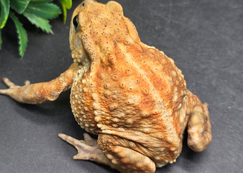 9 ミヤコヒキガエル 7.5cm 横長な顔とぽっちゃり体型のメス 大東島産