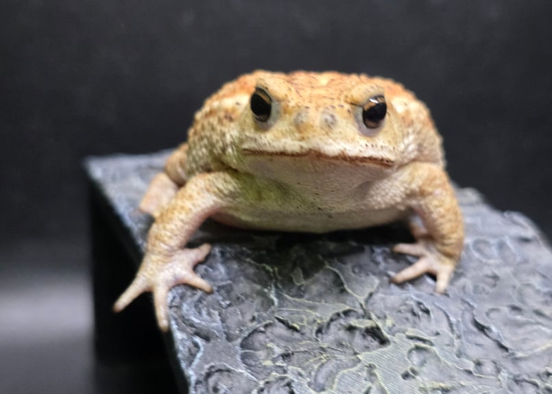 17 ミヤコヒキガエル 7cm コロンっとした体つきと淡い色味が可愛いメス
