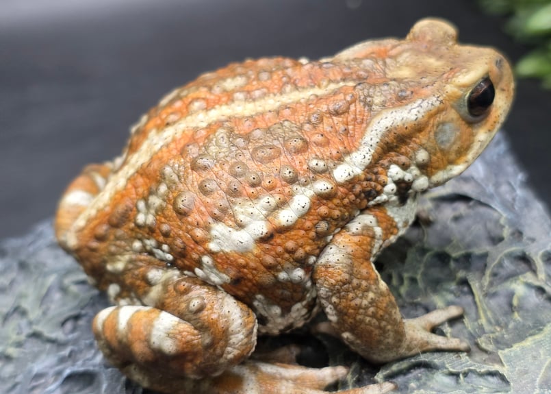 20 お取り置き🙇ミヤコヒキガエル 8cm 色の変化が楽しめるタイプで