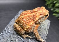 #4　ミヤコヒキガエル　7cm　写真からもわかるおてんばなメス　大東島産