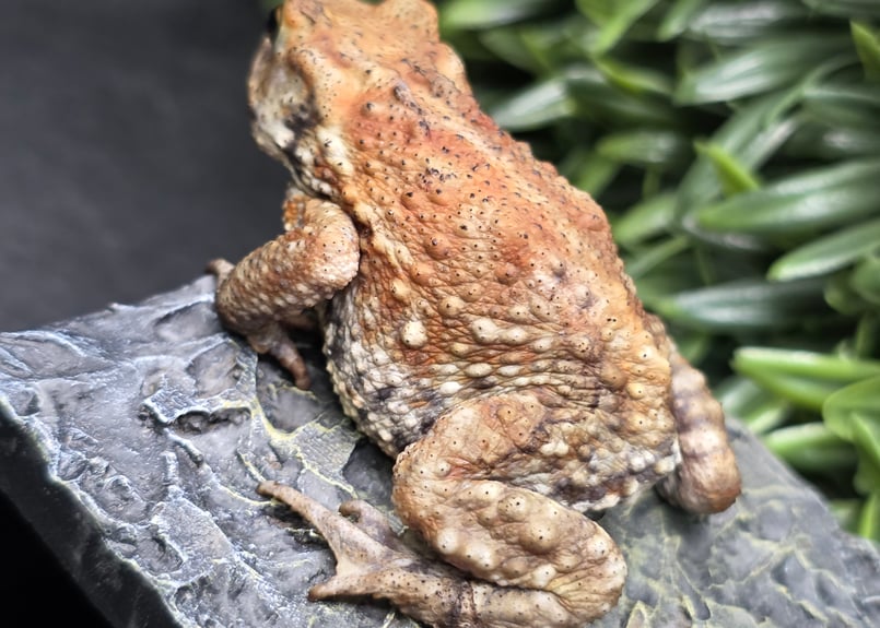19 ミヤコヒキガエル 6cm まだ小さめで色柄濃いめ 大東島産 | ワガママ