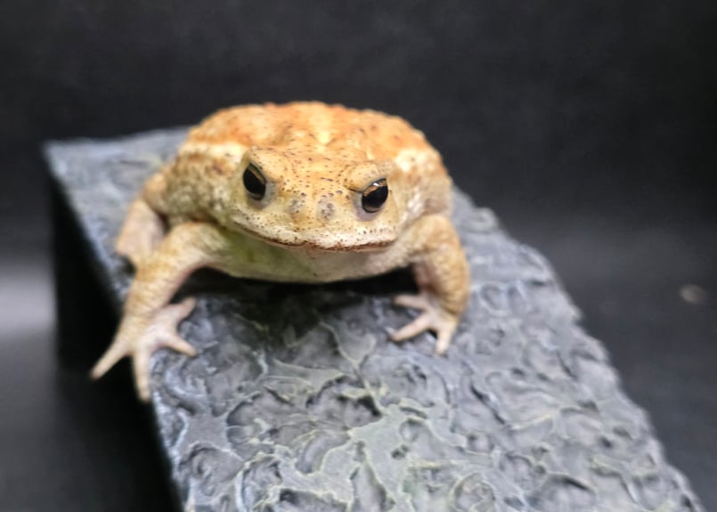 17 ミヤコヒキガエル 7cm コロンっとした体つきと淡い色味が可愛いメス