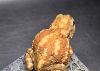 #6　お取り置き🙇ミヤコヒキガエル　7cm　ハロウィン模様なメス　大東島産