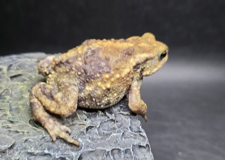 #3　ミヤコヒキガエル　5.5cm　色抜けが唯一無二の子　大東島産