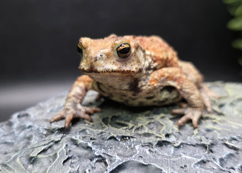 カエルの標本 ガラス製 約6cm ミヤコヒキガエル 19 ミヤコヒキガエル 6cm まだ小さめで色柄濃いめ 大東島産 | ワガママ