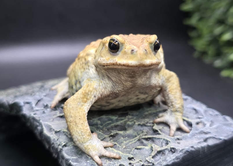 16 ミヤコヒキガエル 7cm オス 大東島産 | ワガママなガマママ