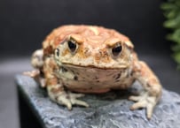 #1　ミヤコヒキガエル　8cm　たっぷりボディのメス　大東島産
