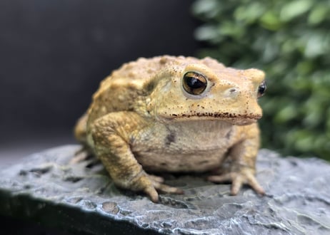 #4　ミヤコヒキガエル　7cm　ベビーフェイスなオス　大東島産